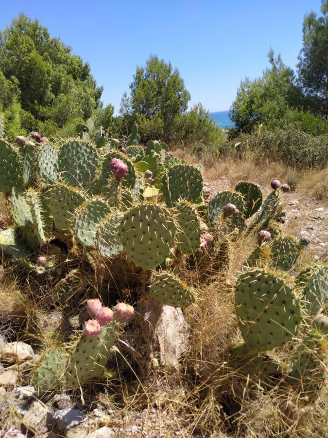 Les Salins A Sete Proche Plages Sète Exterior foto